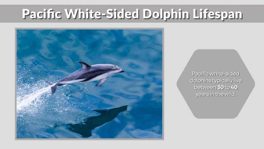 Pacific White-Sided Dolphin Lifespan