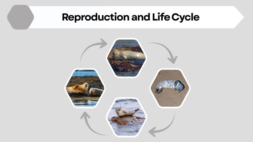 Reproduction and Life Cycle