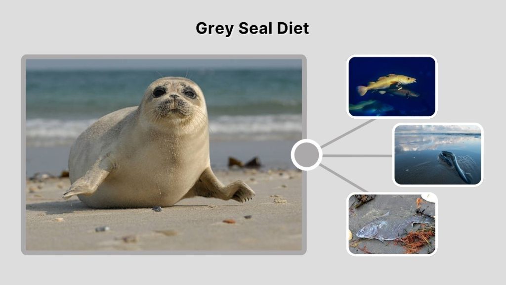 Grey Seal Diet
