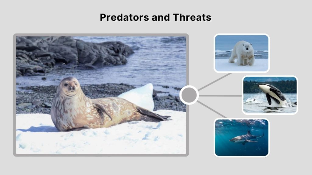Predators and Threats
