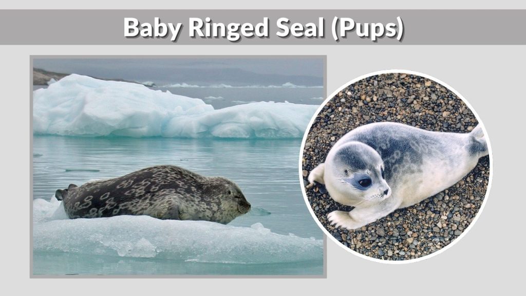 Baby Ringed Seal (Pups)