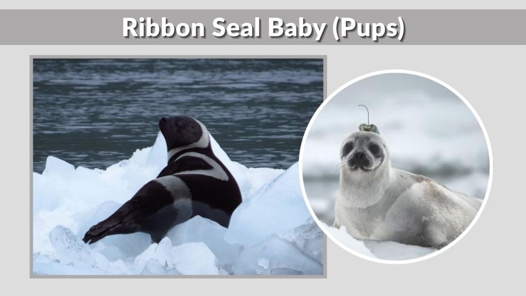 Ribbon Seal Baby (Pups)