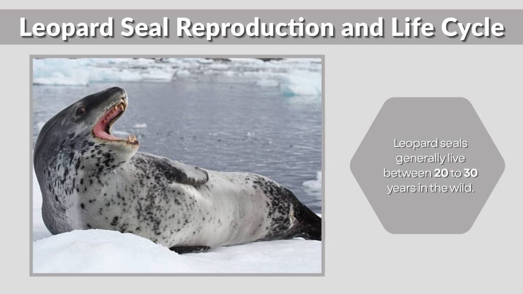 Leopard Seal Reproduction and Life Cycle