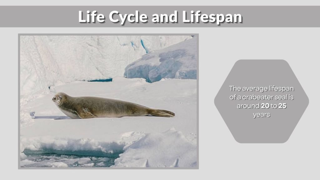 Life Cycle and Lifespan