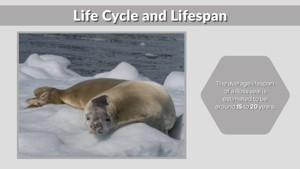 Life Cycle and Lifespan
