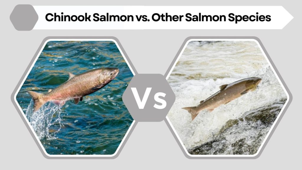 Chinook Salmon vs. Other Salmon Species