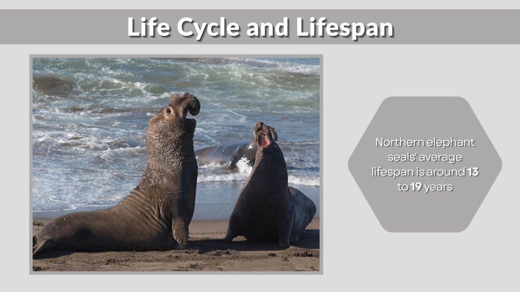Life Cycle and Lifespan
