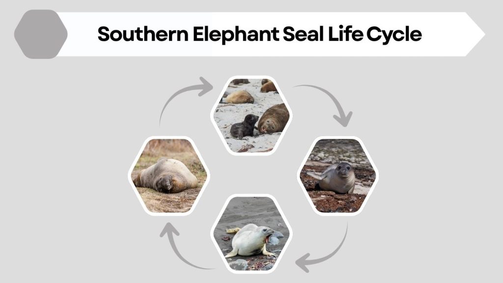 Southern Elephant Seal Life Cycle