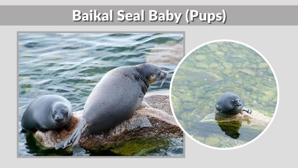 Baikal Seal Baby (Pups)