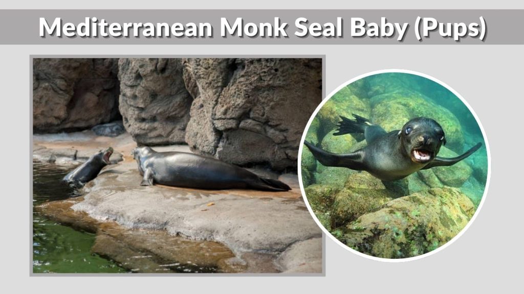 Mediterranean Monk Seal Baby (Pups)