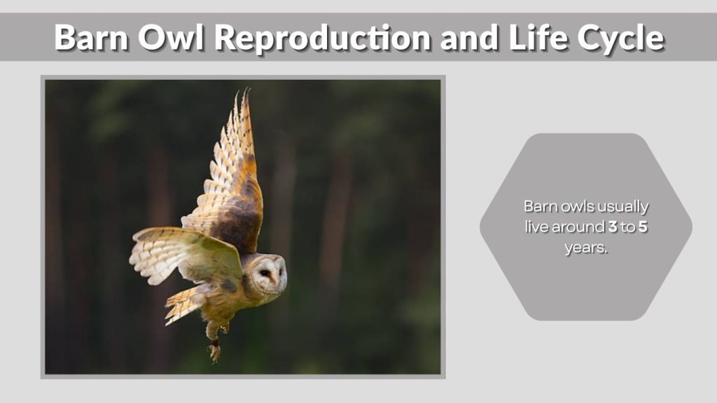 Barn Owl Reproduction and Life Cycle