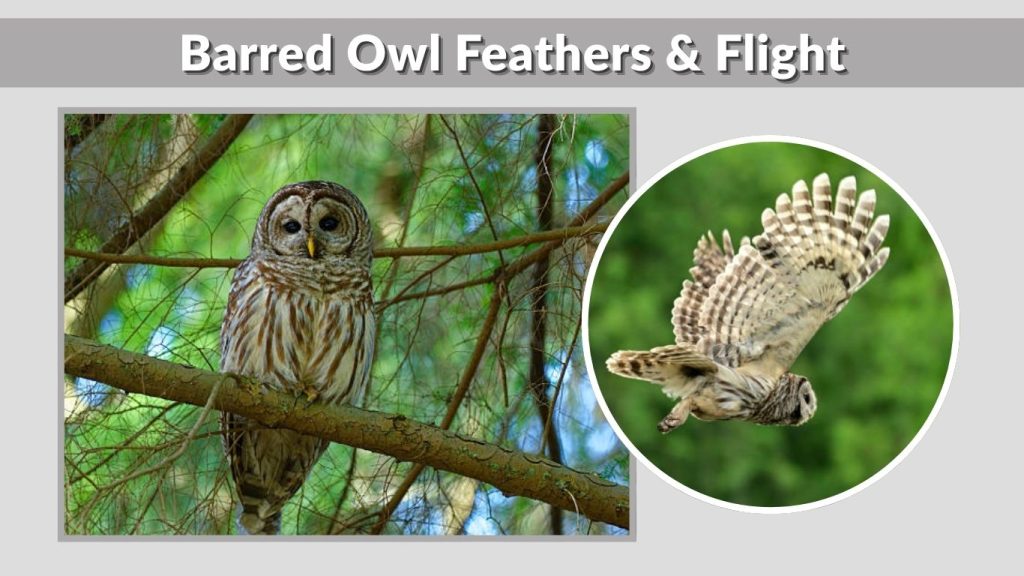 Barred Owl Feathers & Flight