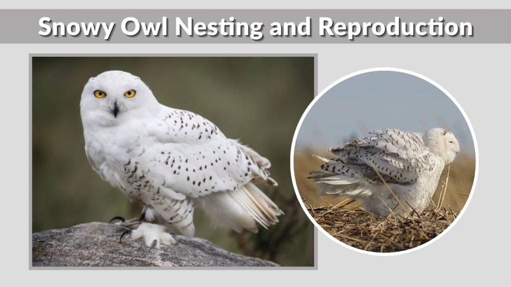Snowy Owl Nesting and Reproduction