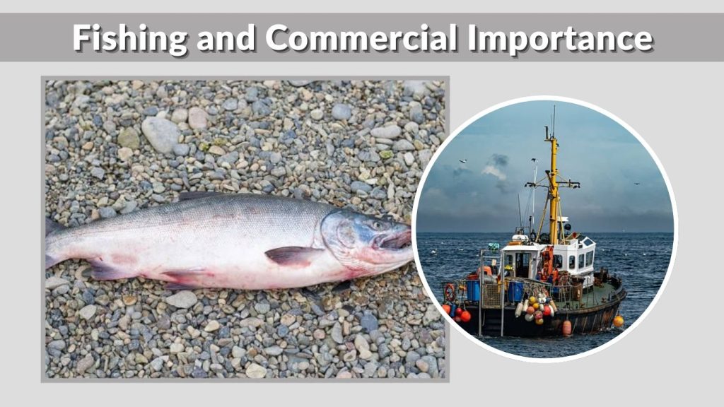 Fishing and Commercial Importance