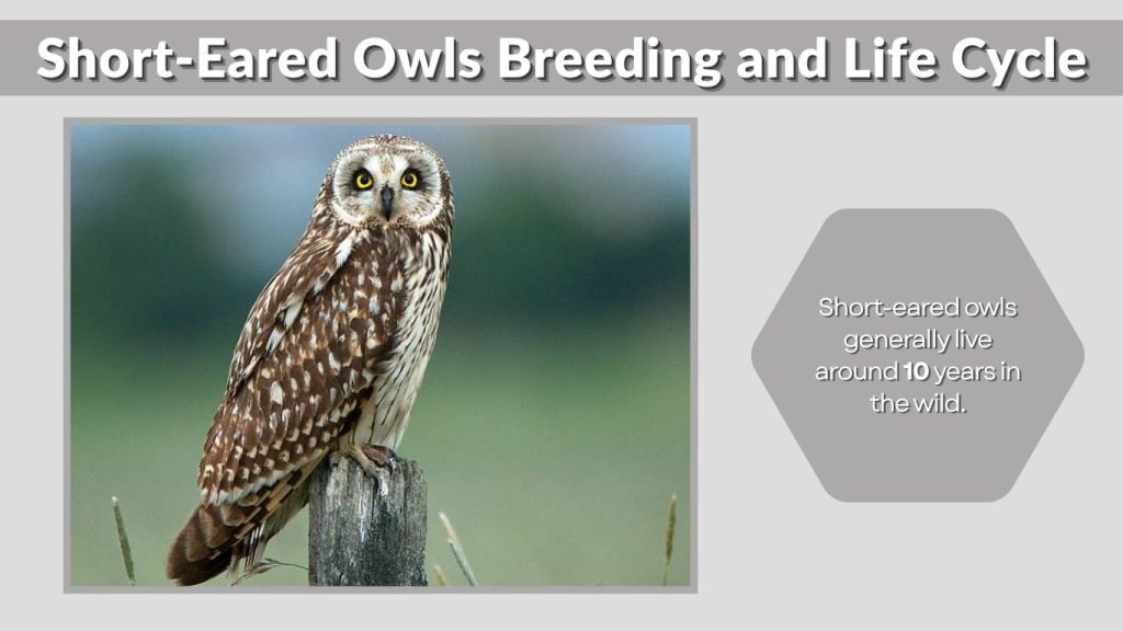 Short-Eared Owls Breeding and Life Cycle