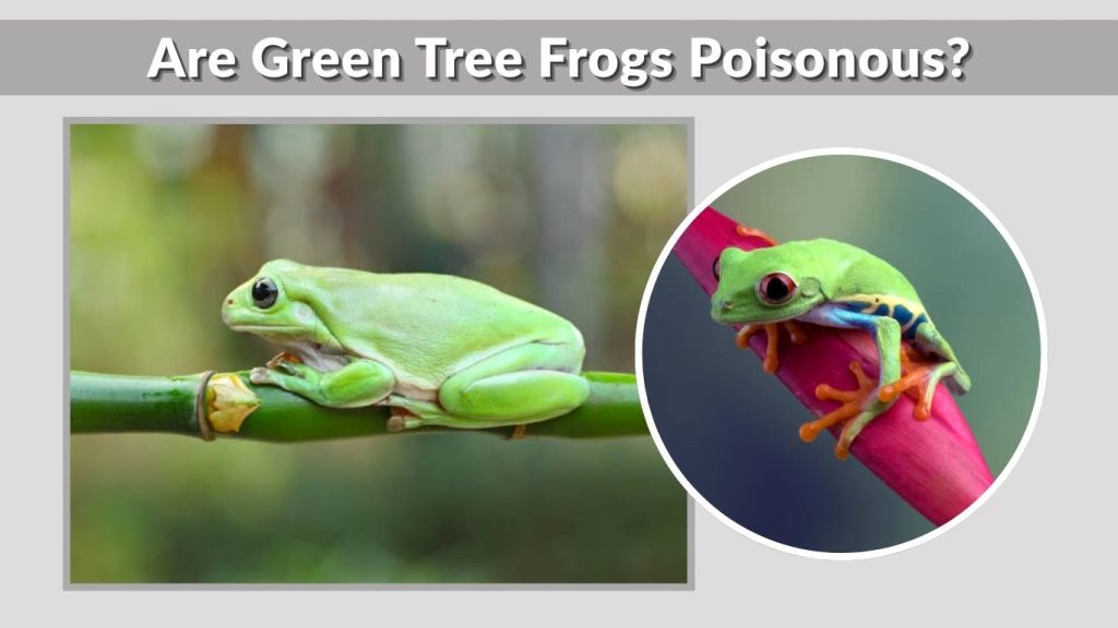 Are Green Tree Frogs Poisonous?