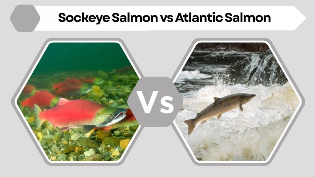 Sockeye Salmon vs Atlantic Salmon