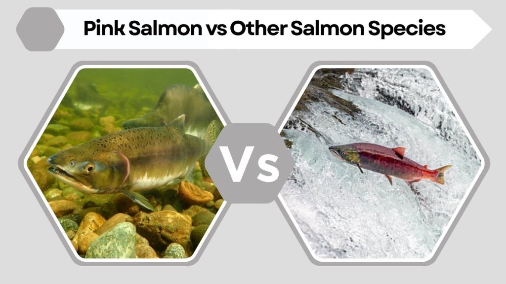 Pink Salmon vs Other Salmon Species