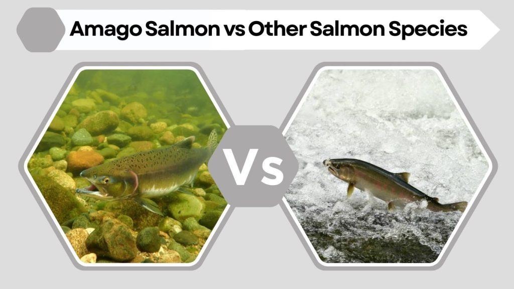 Amago Salmon vs Other Salmon Species