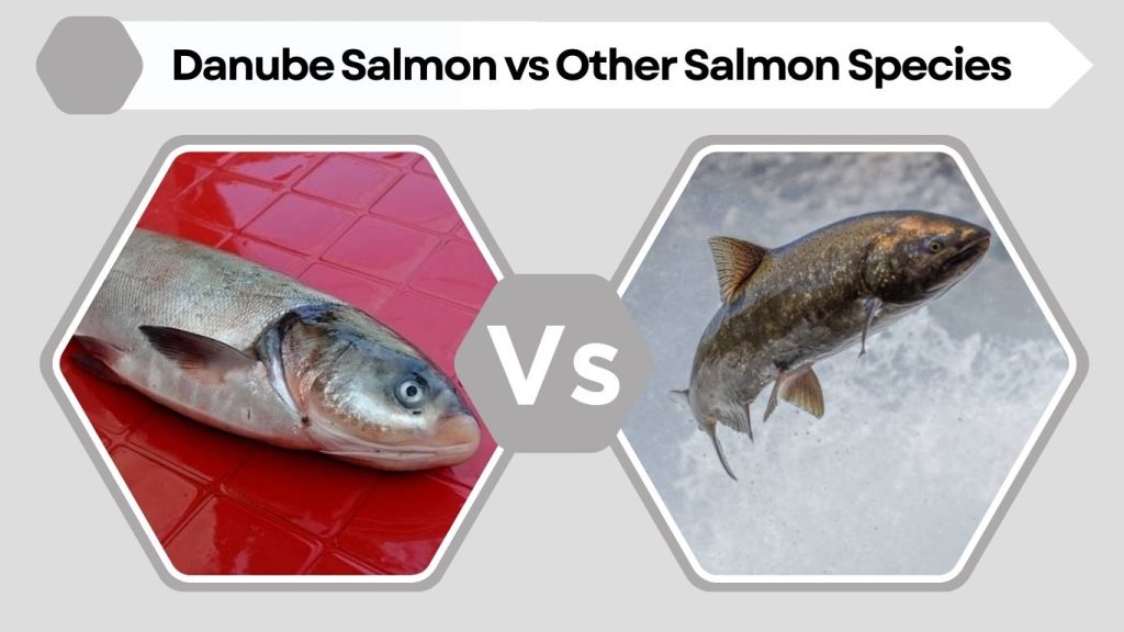 Danube Salmon vs Other Salmon Species