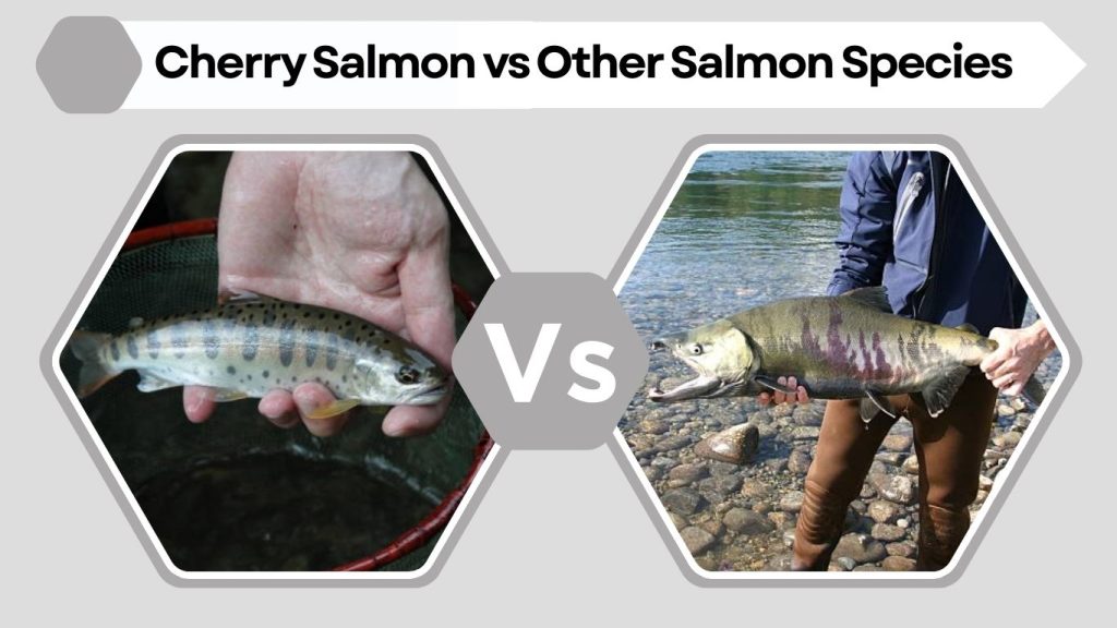Cherry Salmon vs Other Salmon Species