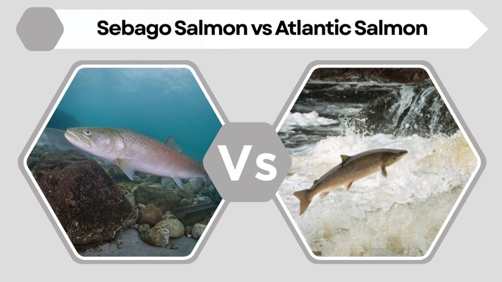 Sebago Salmon vs Atlantic Salmon