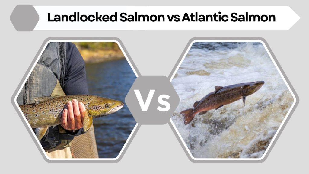 Landlocked Salmon vs Atlantic Salmon