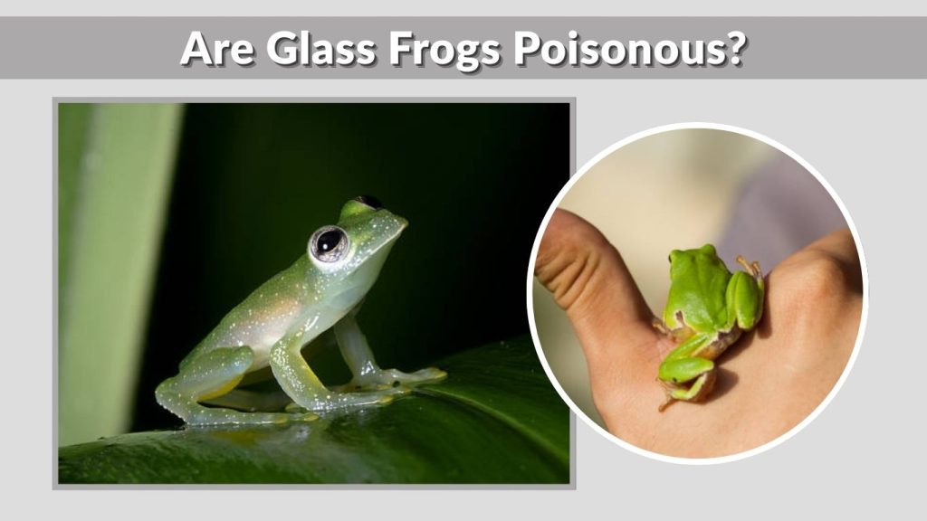 Are Glass Frogs Poisonous?