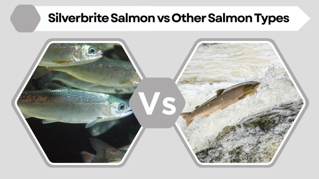 Silverbrite Salmon vs Other Salmon Types