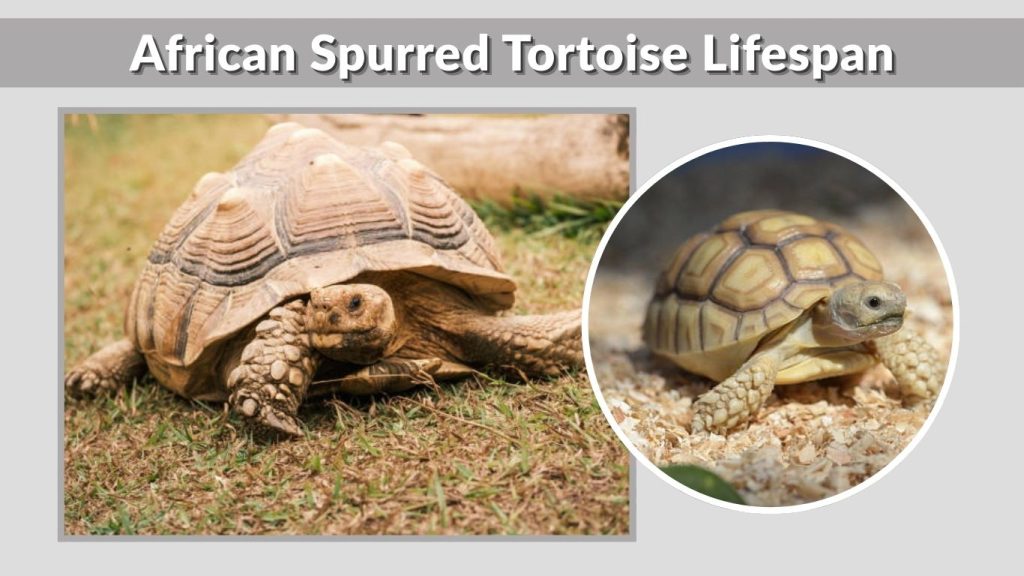 African Spurred Tortoise Lifespan