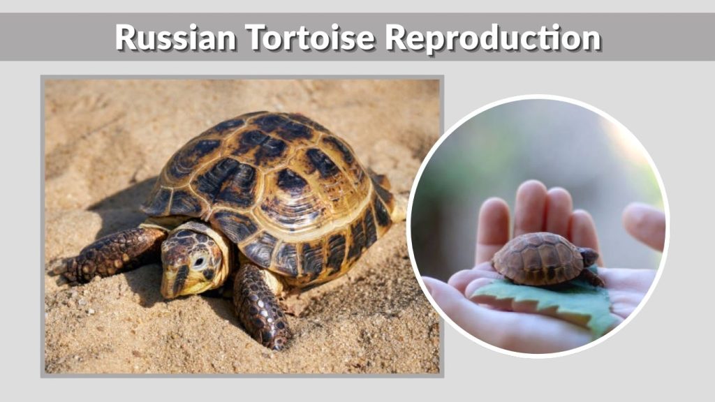 Russian Tortoise Reproduction