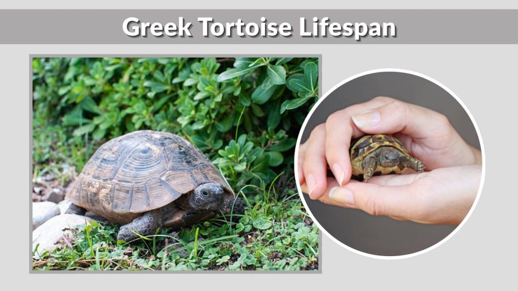 Greek Tortoise Lifespan