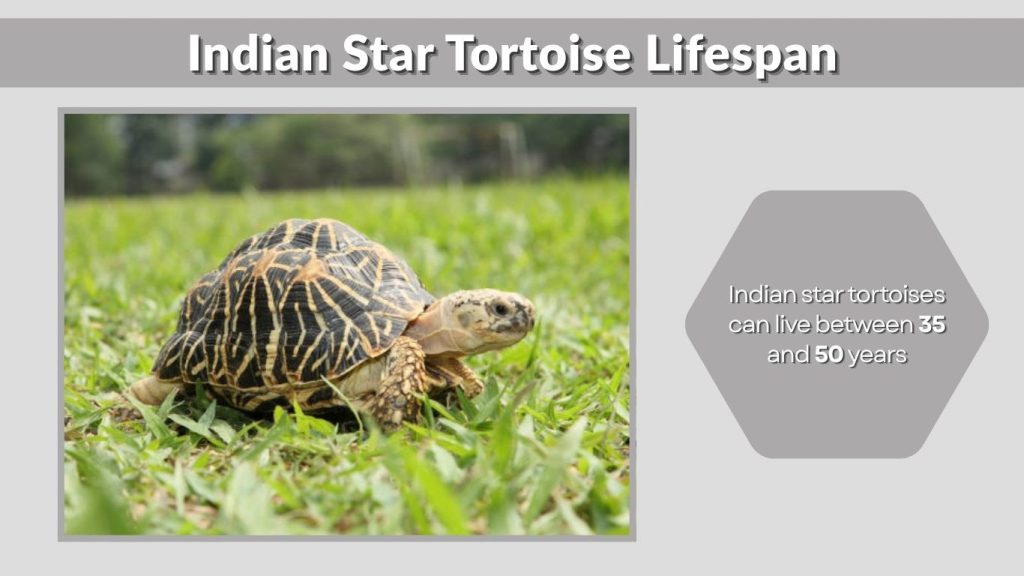Indian Star Tortoise Lifespan