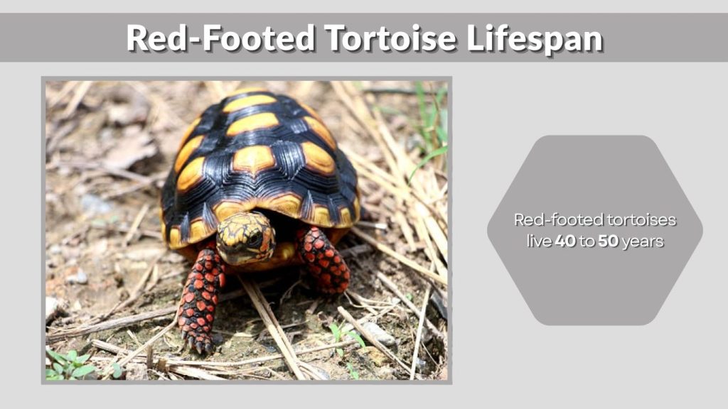 Red-Footed Tortoise Lifespan