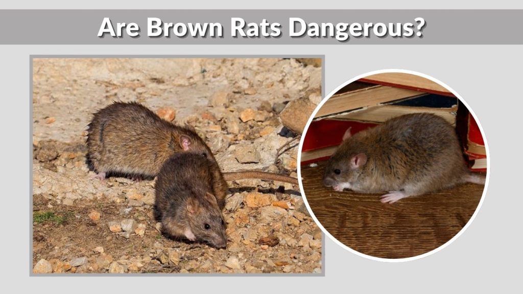 Are Brown Rats Dangerous?