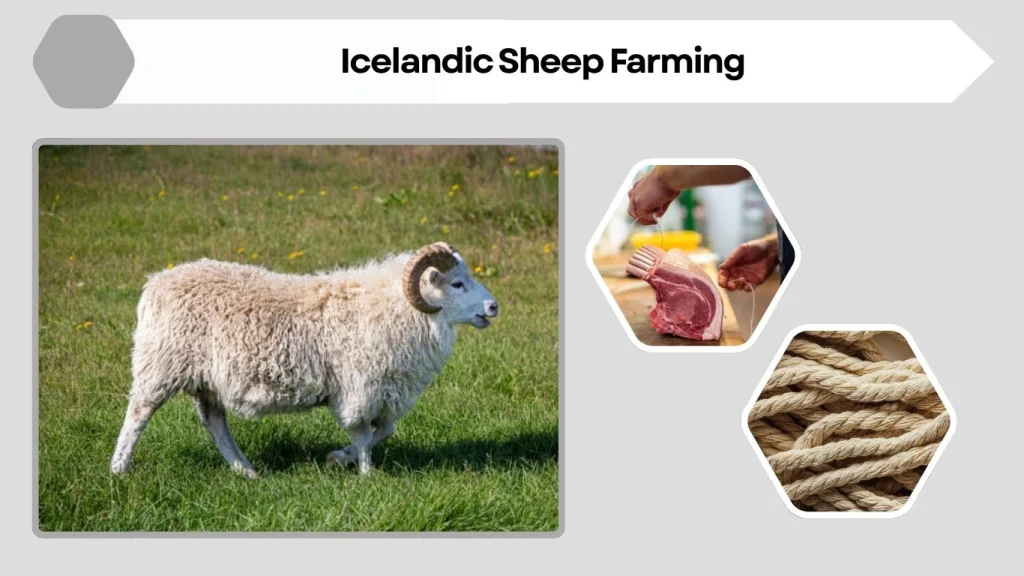 Icelandic Sheep Farming