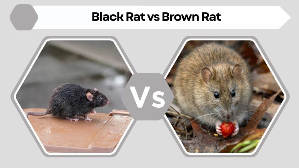 Black Rat vs Brown Rat