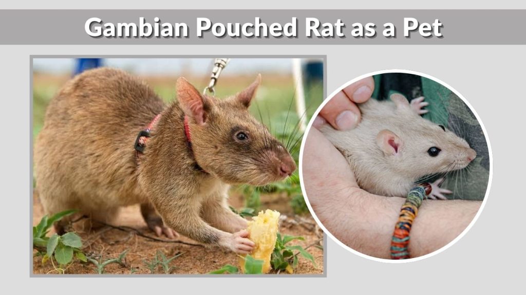 Gambian Pouched Rat as a Pet