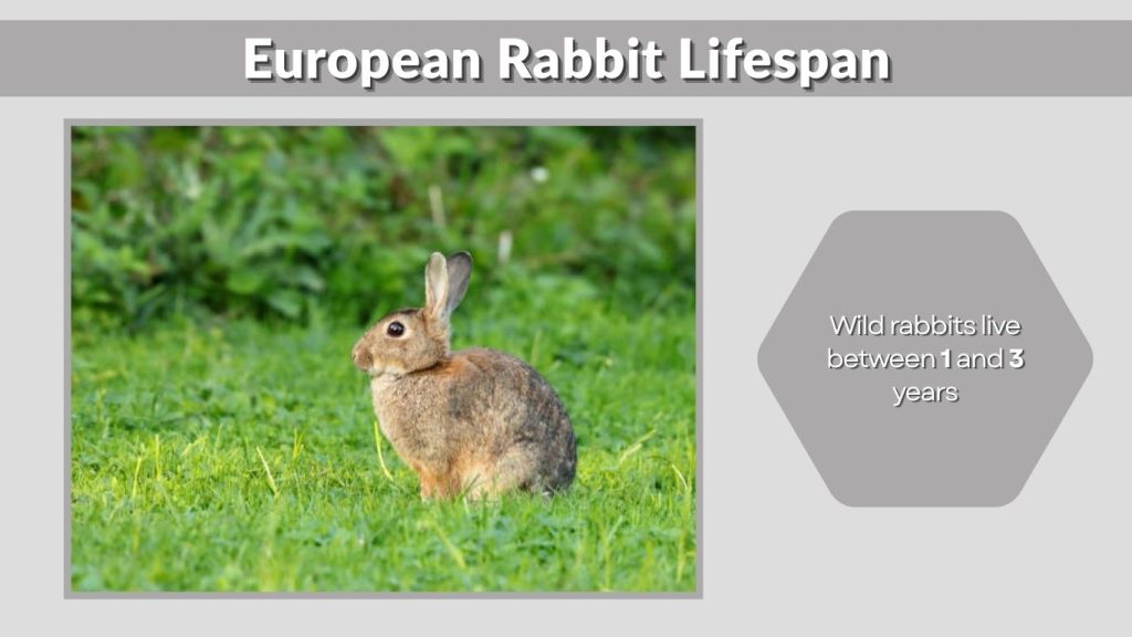 European Rabbit Lifespan