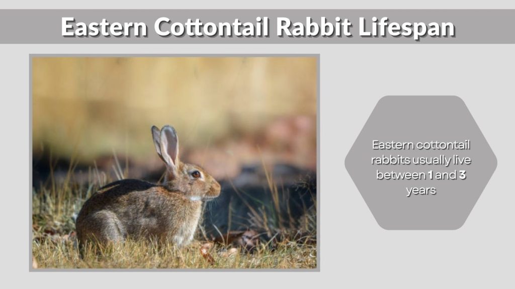Eastern Cottontail Rabbit Lifespan