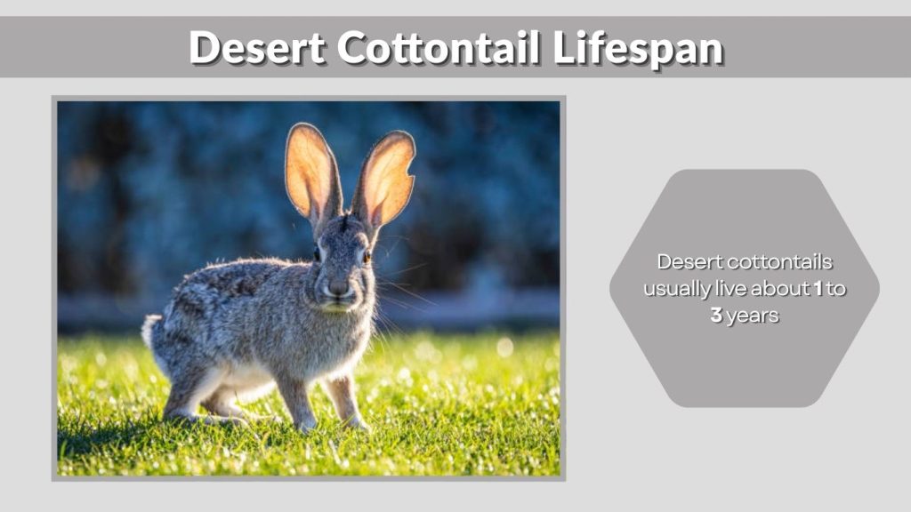 Desert Cottontail Lifespan