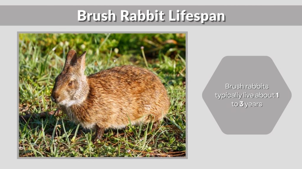 Brush Rabbit Lifespan