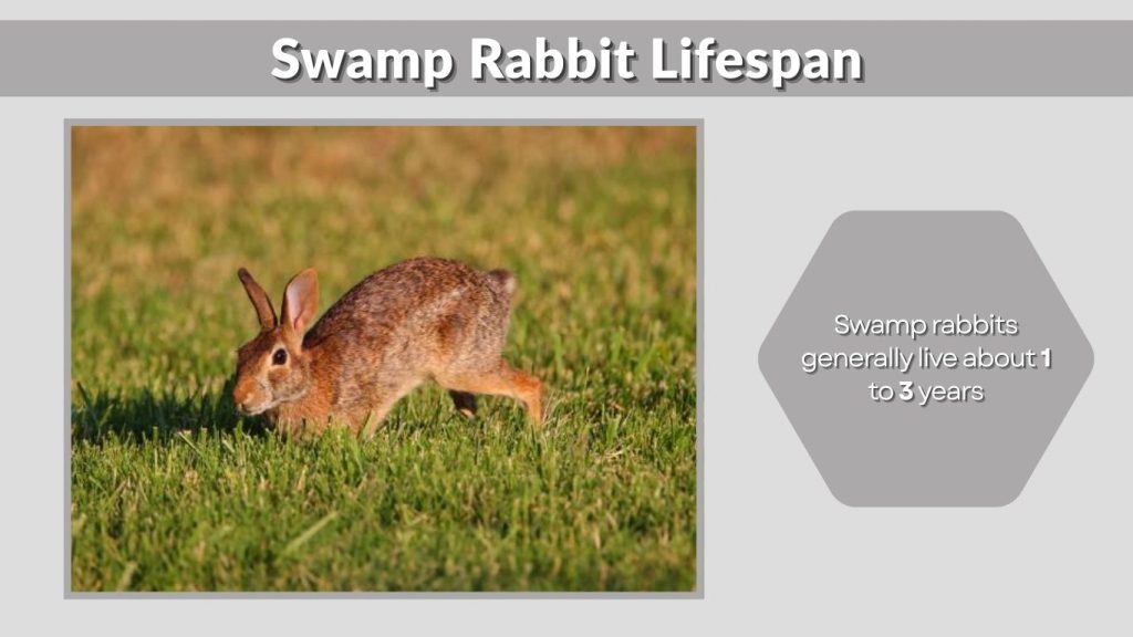 Swamp Rabbit Lifespan