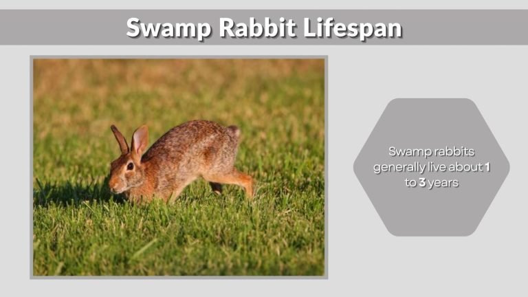 Seamp Rabbit Swamp Rabbit: Identification, Habitat, Diet, Lifespan, and Facts
