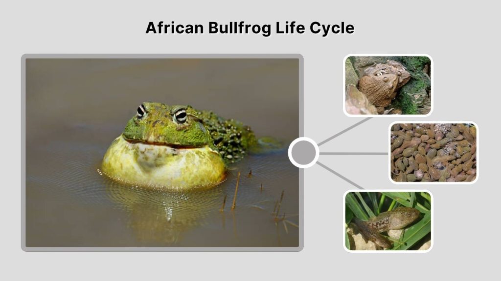 African Bullfrog Life Cycle