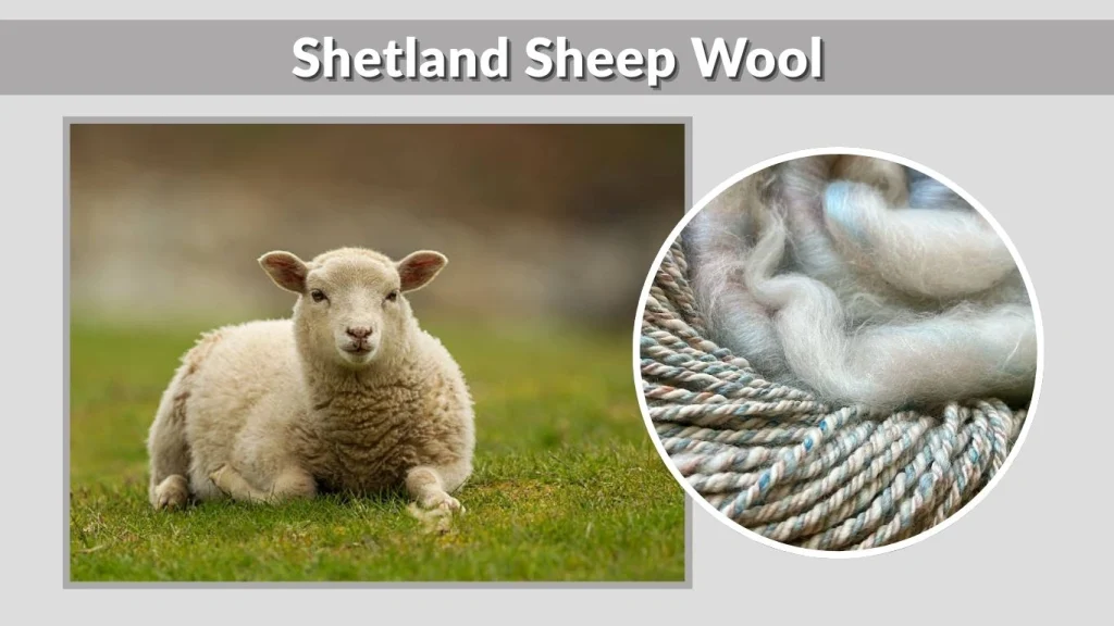 Shetland Sheep Wool