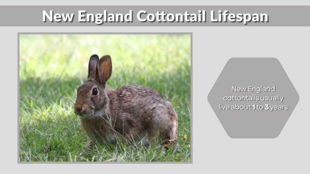 New England Cottontail Lifespan