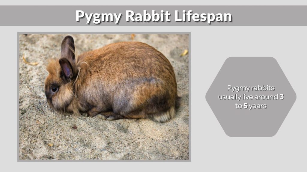 Pygmy Rabbit Lifespan