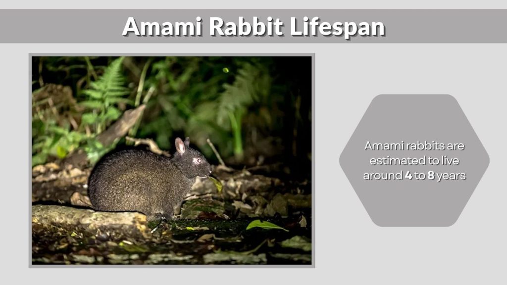 Amami Rabbit Lifespan