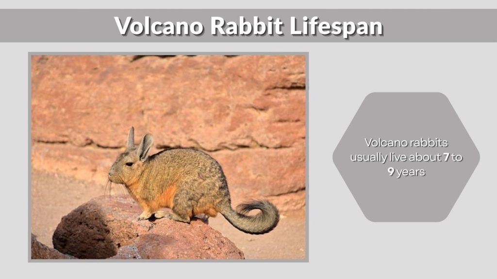Volcano Rabbit Lifespan